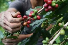 Organic Green Coffee Beans from Ceylon Dried Coffee Unroasted 100g Free Shipping
