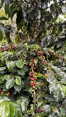 coffee beans roasted whole bean