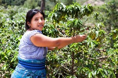 8oz/5lb – Costa Rica Tarrazu – Central America – Fresh Roasted To Order Coffee