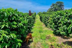 8oz/5lb – Guatemala Huehuetenango – Central America – Roasted To Order Coffee