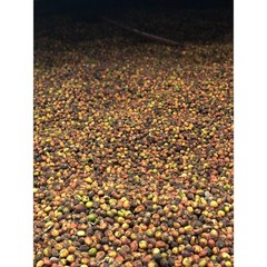 100% Rare Malaysia Liberica Coffee Beans – Unroasted – Single Origin 1kg