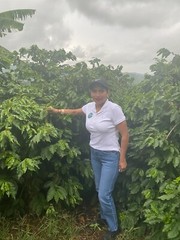 Brazilian Yellow Bourbon Coffee Beans Medium Roasted Daily 5 Pounds 1 Pound Bags
