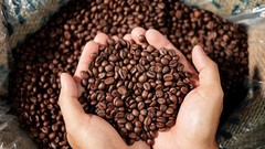 Kenya Koffie – Specialty Grade Organic Coffee – Single Origin