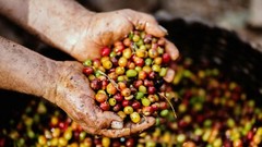 5 LBS PANAMA BOQUETE GREEN UNROASTED COFFEE BEANS – ARABICA