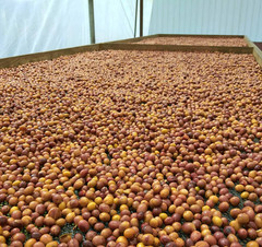 Nicaragua La Fortuna – Specialty Grade Organic Co – Single Origin – Medium Roast