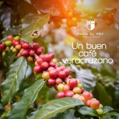 Finca El Rey -Medium Roast Whole Bean Organic Coffee, USDA Organic, 100% Arabica