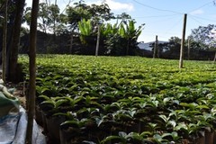 10 lbs BOLIVIA FAIR TRADE ORGANIC (FTO) AA GREEN COFFEE BEANS FREE SHIPPING
