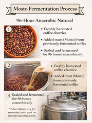 Limited Mosto Fermented Coffee – Anaerobic Natural Caturra |Guatemala