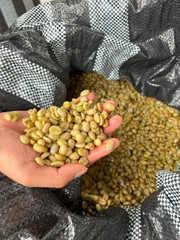 1 LB HIGH ALTITUDE PERUVIAN PERU UNROASTED GREEN COFFEE BEANS – ORGANIC ARABICA