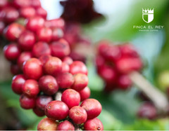 Finca El Rey -Medium Roast Whole Bean Organic Coffee, USDA Organic, 100% Arabica