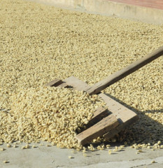 Costa Rica Cafetico – Single Origin – Caturra-Catuai varietal – Medium Roast