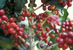 2lb/40lb – Guatemala Antigua – Specialty Grade – Unroasted Green Coffee Beans