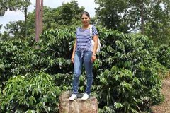 100% JAMAICAN BLUE MOUNTAIN COFFEE BEANS MEDIUM ROASTED 2 TO 12 POUNDS