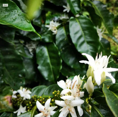 Nicaragua La Fortuna – Specialty Grade Organic Co – Single Origin – Medium Roast