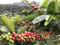 Bali Blue Moon Coffee Beans Dark Roasted Daily 5 Pounds In 1 Pound Bags