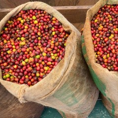 100% Hawaiian Kona Coffee • Extra Fancy • Roasted or Green – 2 lbs in 1 lb Bags