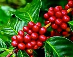 5 PACK- Mulvadi 10% Kona Blend Coffee TOASTED COCONUT – 7oz Hawaii coffee