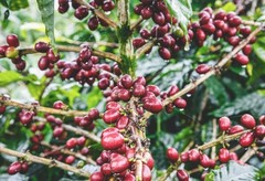 Nicaragua La Fortuna – Specialty Grade Organic Co – Single Origin – Medium Roast