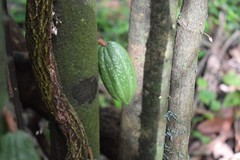3lbs Bolivia Heirloom Certified-Organic Unroasted Cacao Beans. NEW CROP!