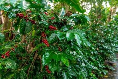 8oz/5lb – Papua New Guinea – Asia Pacific – Fresh Roasted To Order Coffee