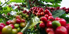 2, 5, 10 LB KENYA KENYAN FRESH ROASTED COFFEE WHOLE BEANS OR GROUND – ARABICA