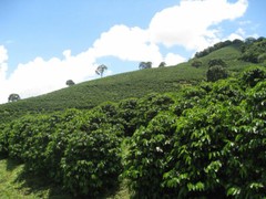GUATEMALAN ANTIGUA COFFEE BEANS PEABERRY MEDIUM ROASTED 5 POUNDS IN 1 POUND BAGS